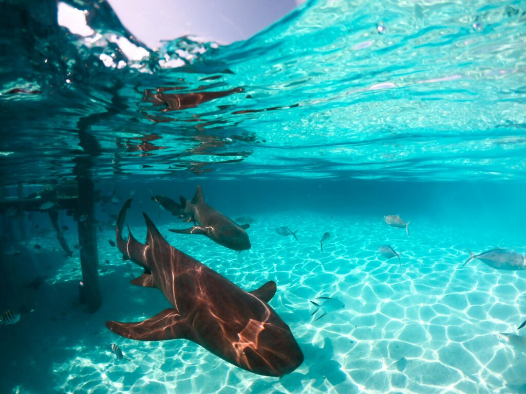 Nurse sharks swimming gracefully in the crystal clear waters of the Bahamas.